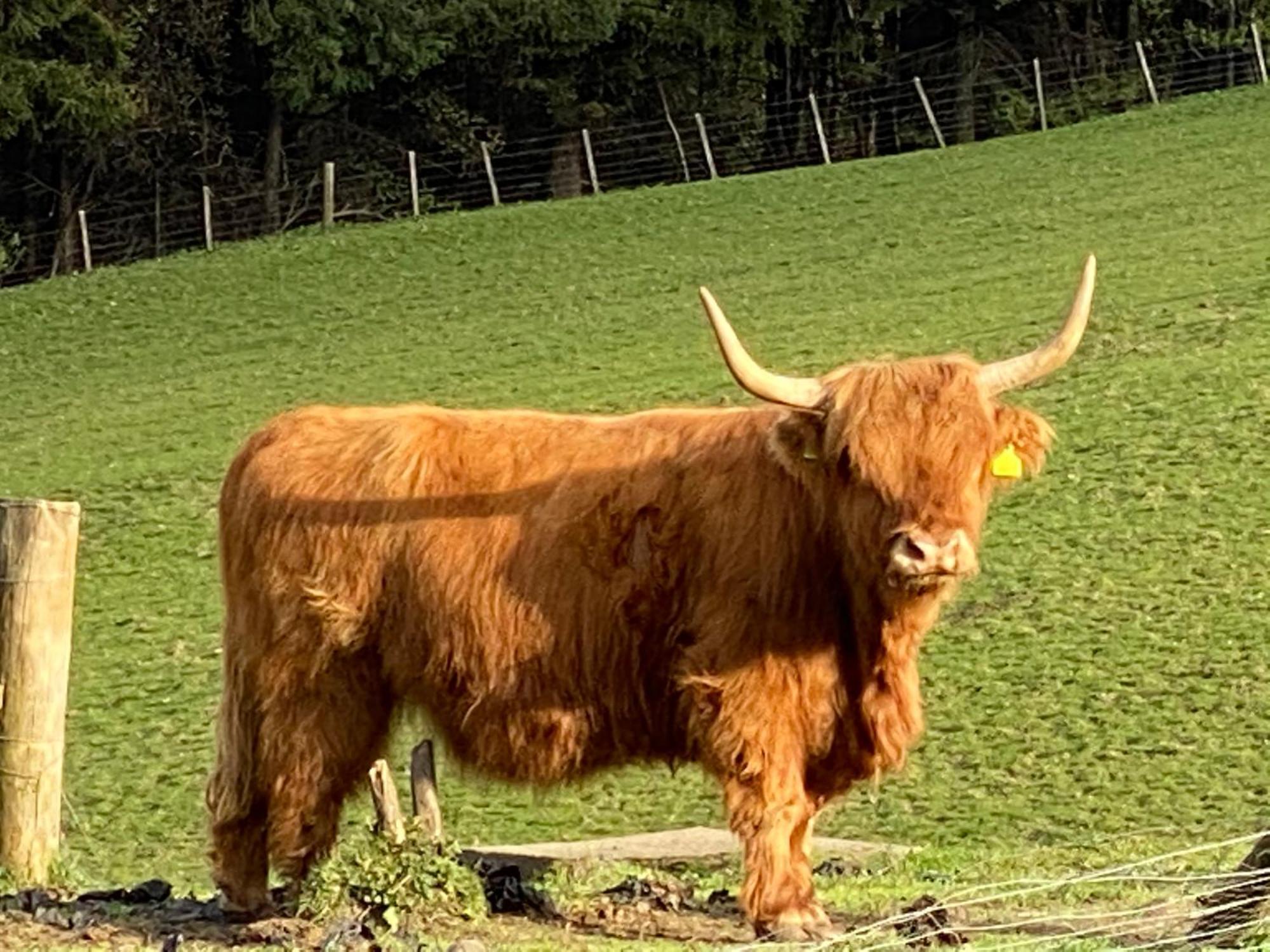 Lyngarrie Villa Dufftown Eksteriør billede
